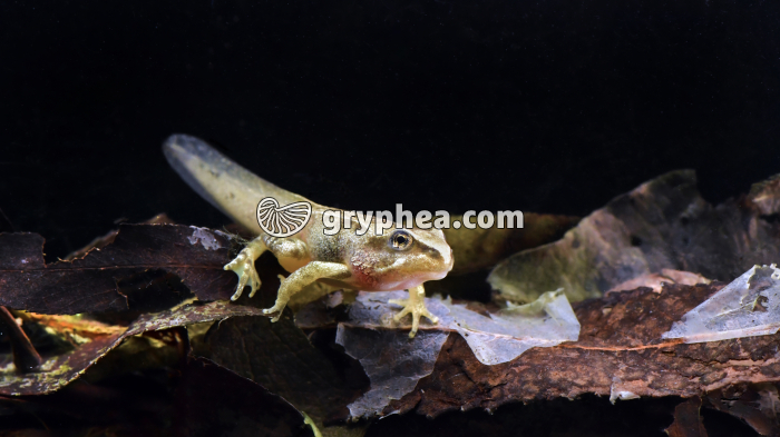 Grenouille rousse - Tétard - stade 4 pattes  (Rana temporaria)  - gryphea.com